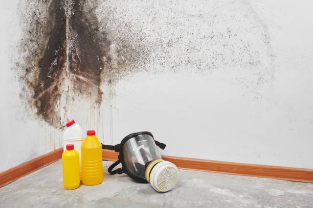 Best Crawl Space Mold Removal  in Lakeport, CA