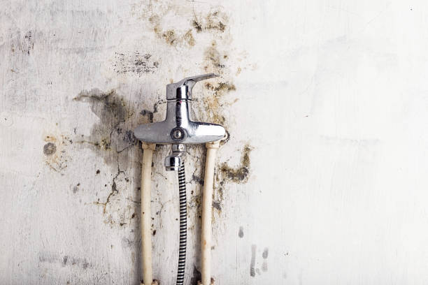 Reliable Lakeport, CA Mold Removal Solutions