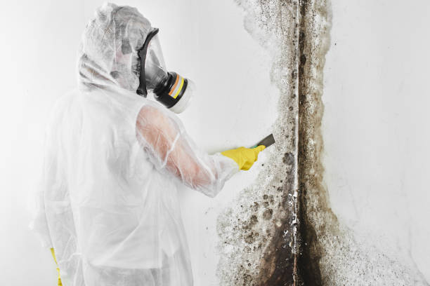 Best Professional Mold Removal  in Lakeport, CA