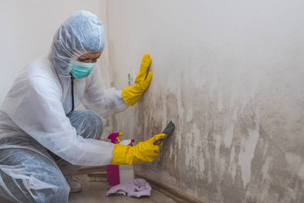 Best Attic Mold Removal  in Lakeport, CA