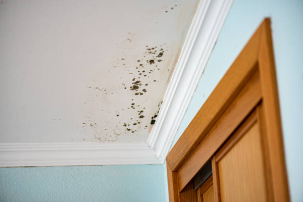 Best Mold Testing  in Lakeport, CA