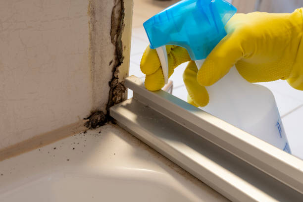 Lakeport, CA Mold Removal Company