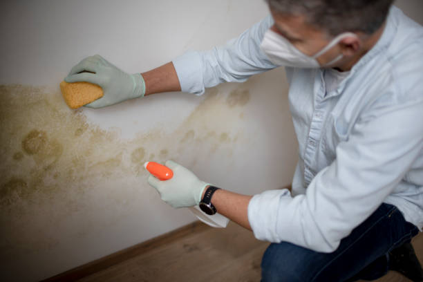 Best Fast Mold Removal  in Lakeport, CA