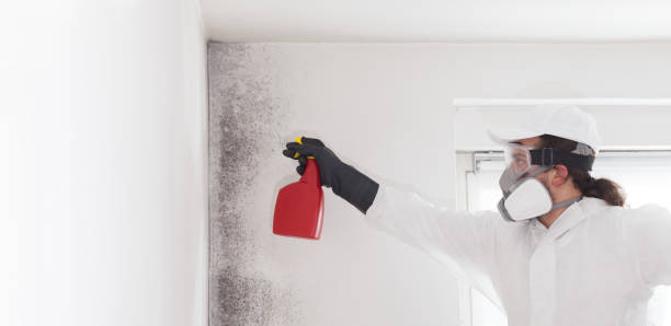 Best Commercial Mold Removal  in Lakeport, CA