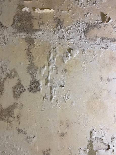 Best Mold Cleaning Services  in Lakeport, CA