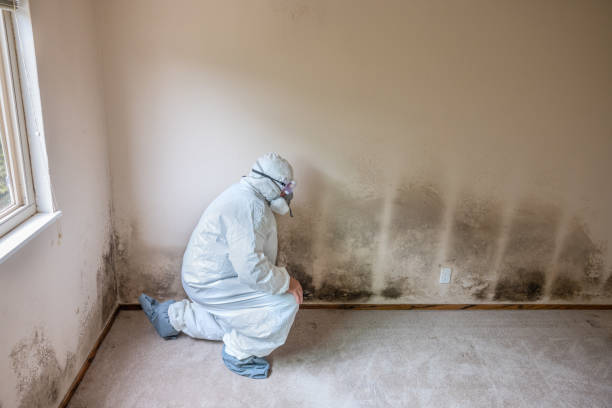 Best Office Mold Removal Services  in Lakeport, CA