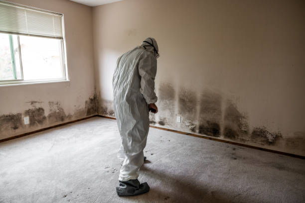 Attic Mold Removal in Lakeport, CA