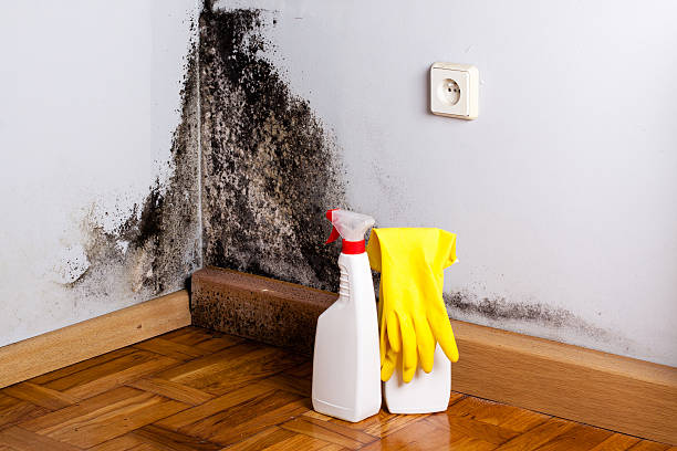 Best Mold Removal Company Near Me  in Lakeport, CA