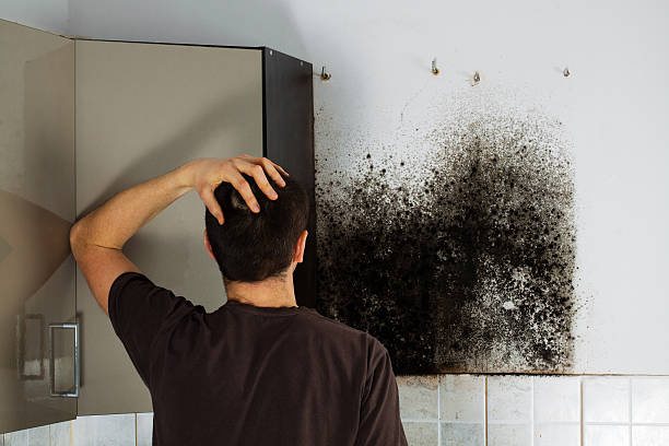 Best Mold Damage Repair  in Lakeport, CA