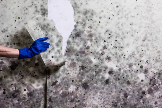 Best Toxic Mold Removal  in Lakeport, CA
