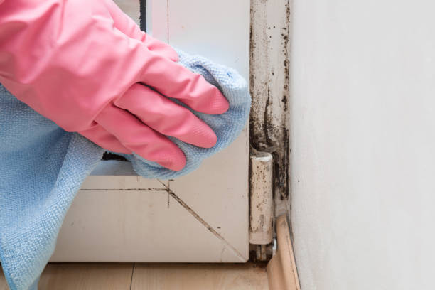 Best Crawl Space Mold Removal  in Lakeport, CA