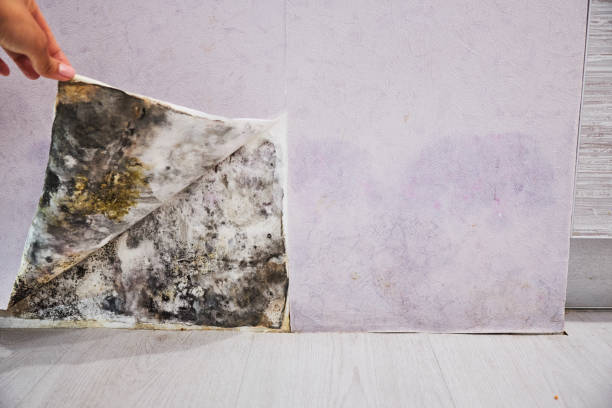 Best Mold Removal Near Me  in Lakeport, CA